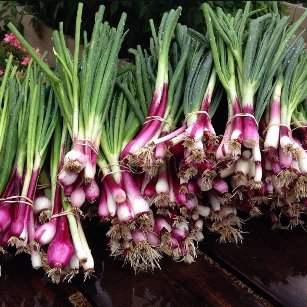 Crimson Forest Bunching Onion Heirloom Seeds