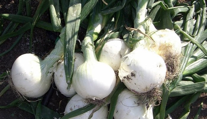 Early White Grano Onion PRR Seeds