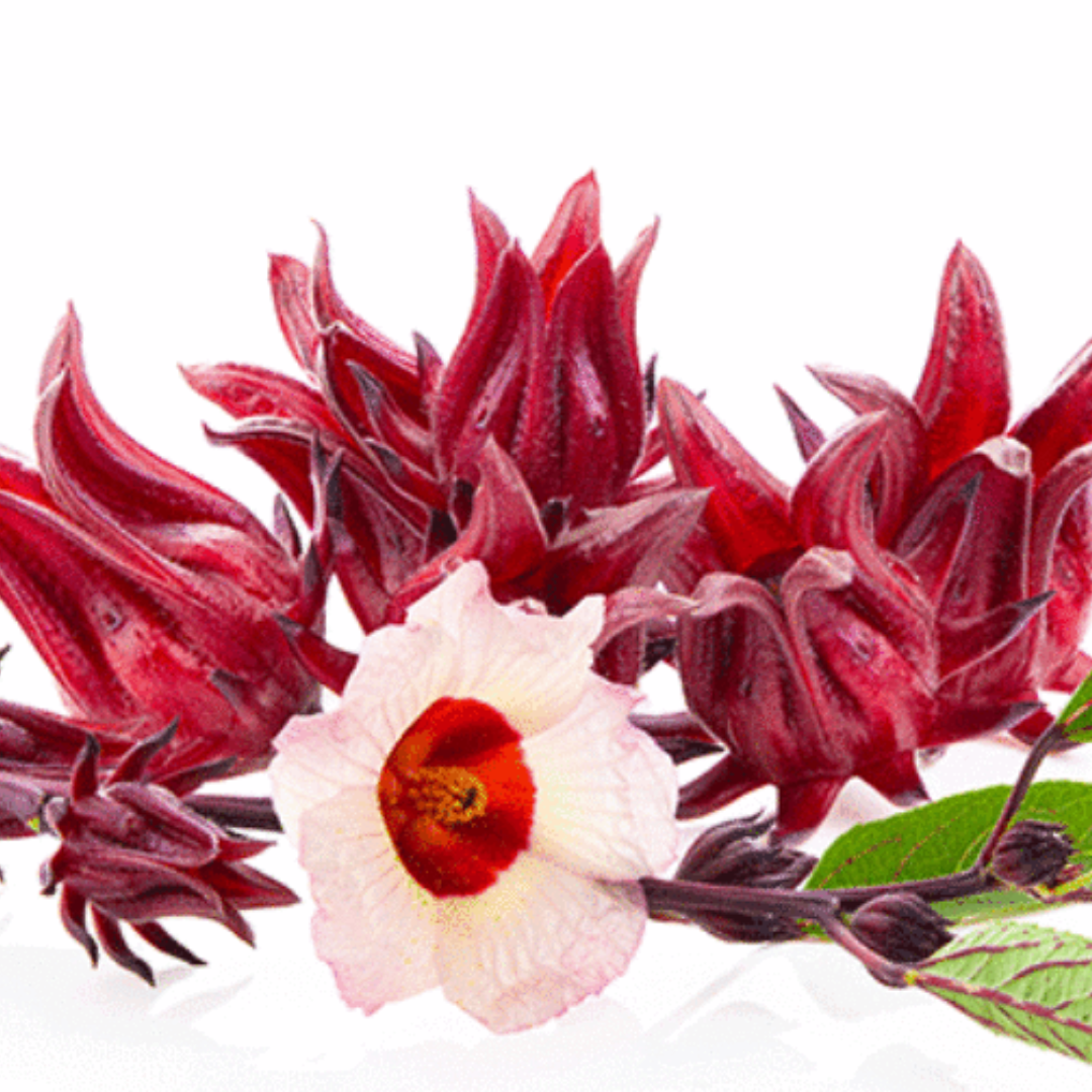 Hibiscus Roselle Trio (All Three Varieties)