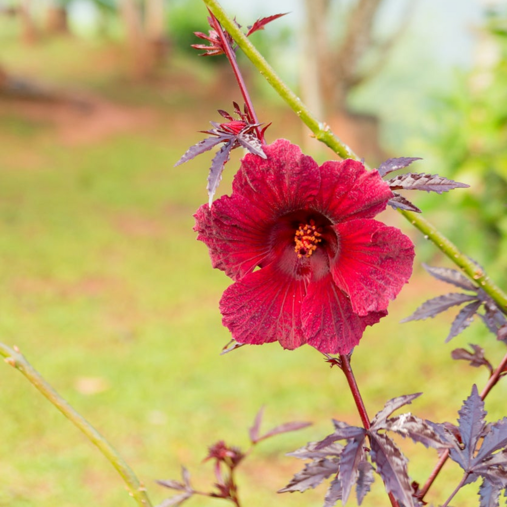 Hibiscus Roselle Trio (All Three Varieties)