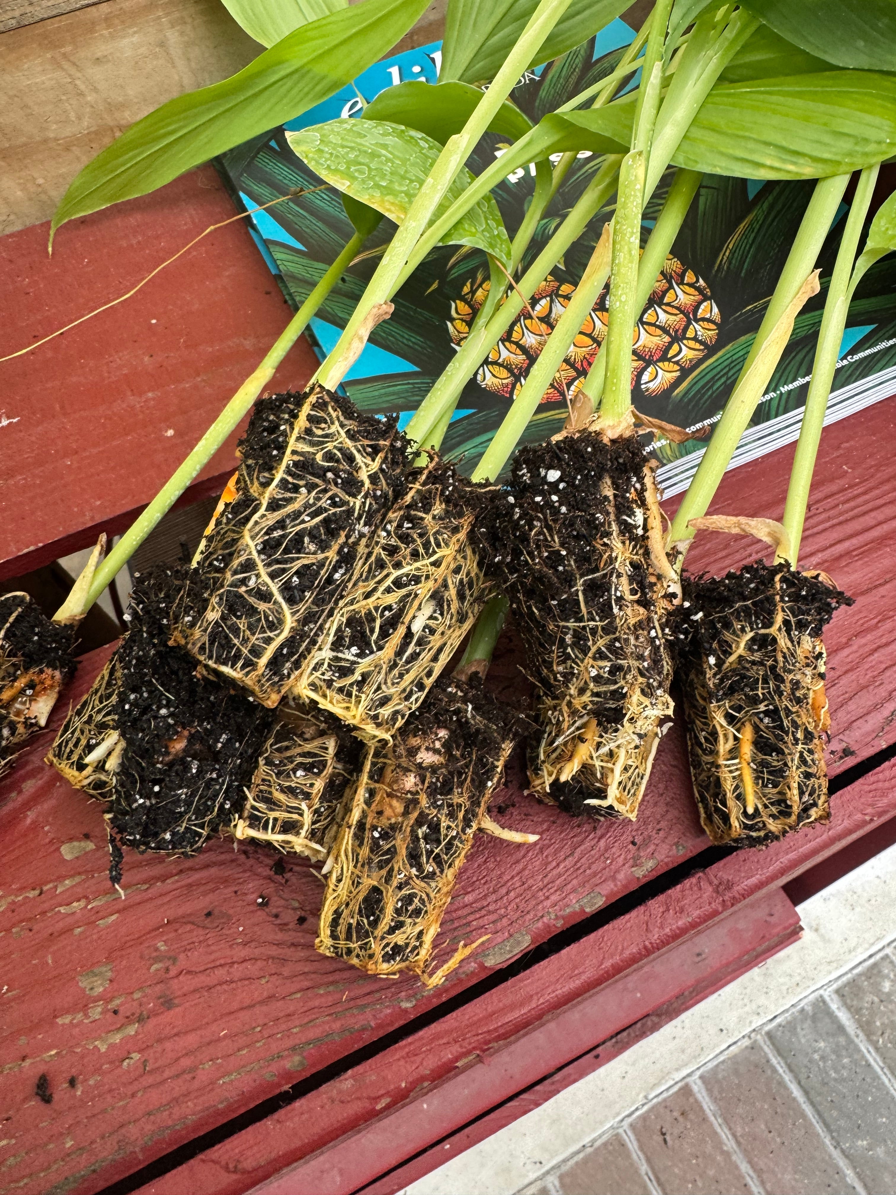 Hawaiian Red Turmeric Plug