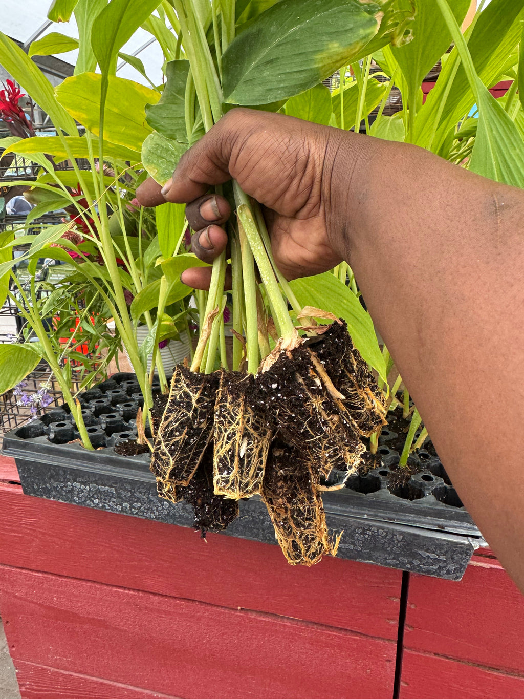 Hawaiian Red Turmeric Plug