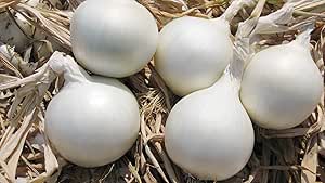 Early White Grano Onion PRR Seeds