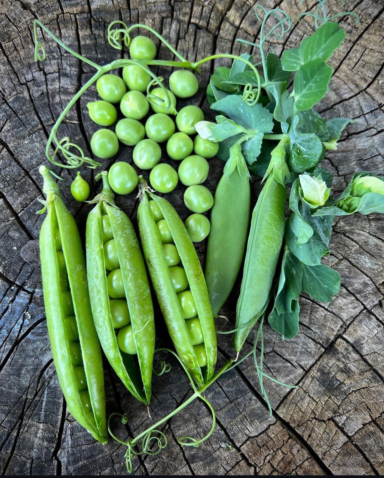 Cascadia Snap Pea Seeds