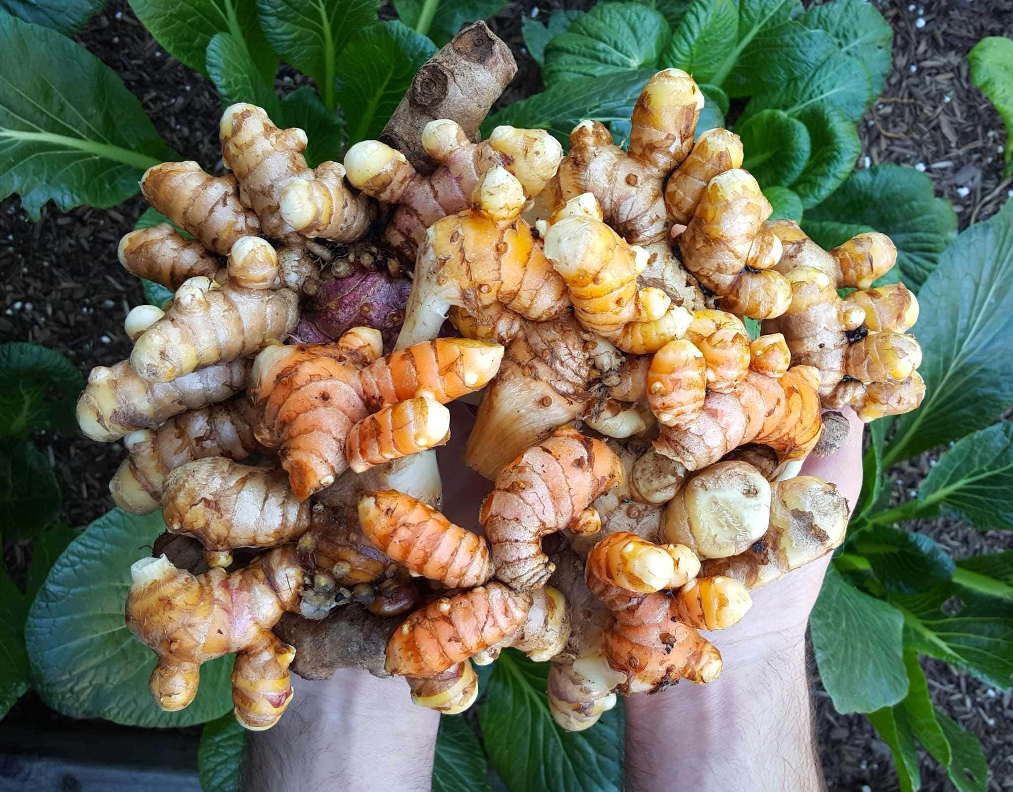 Indira Yellow Turmeric—4 in