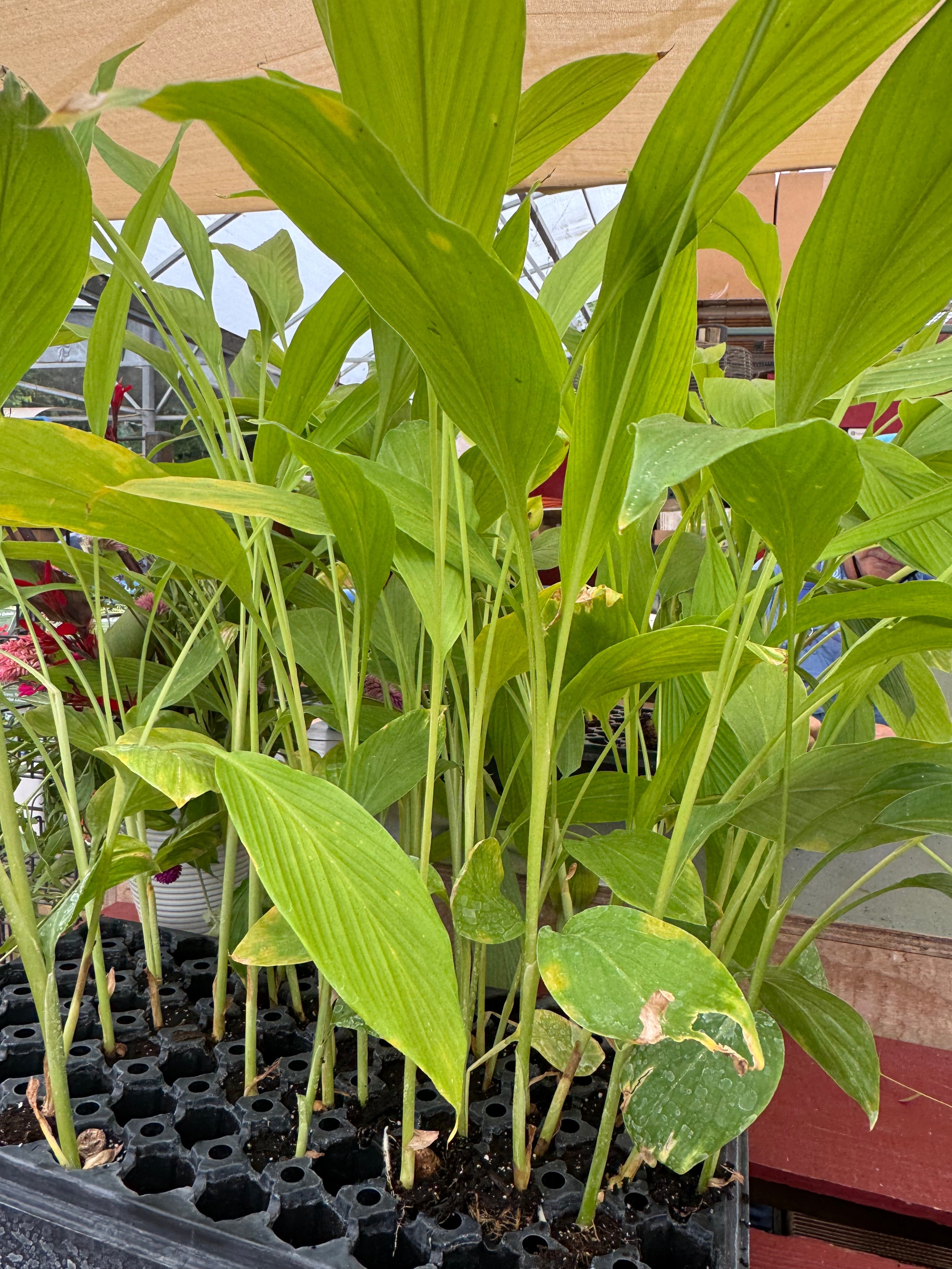 Indira Yellow Turmeric—4 in