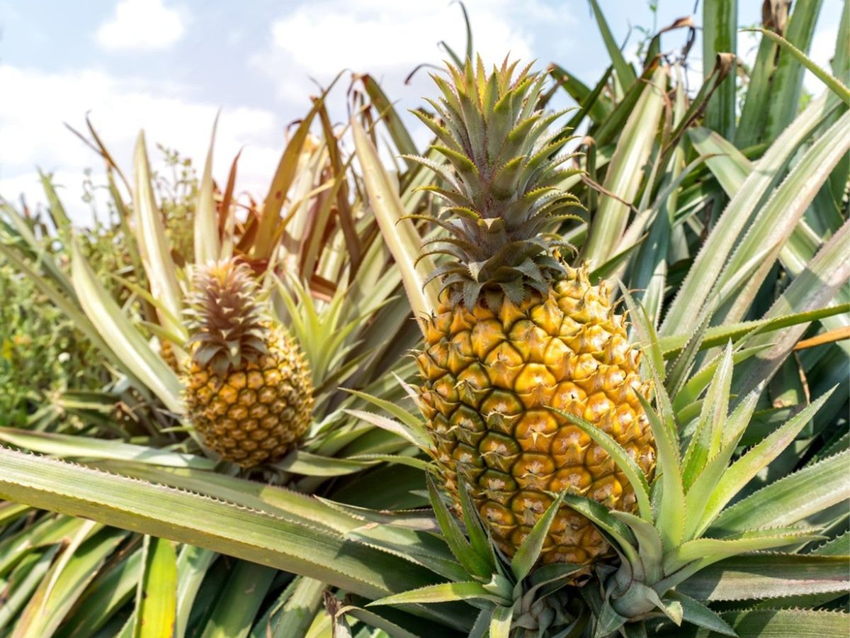 Golden Pineapple (Ananas comosus)