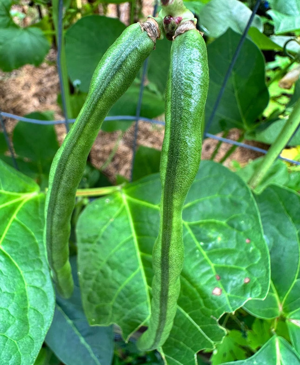 California Black-Eye Cowpea Seeds