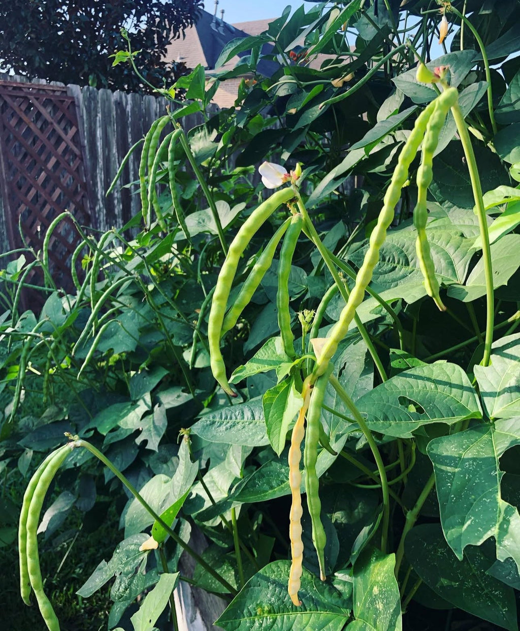 California Black-Eye Cowpea Seeds