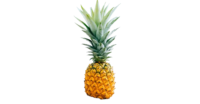 Golden Pineapple (Ananas comosus)